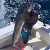 Cabo Offshore Magic
