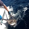 Tuna Marlin and More
