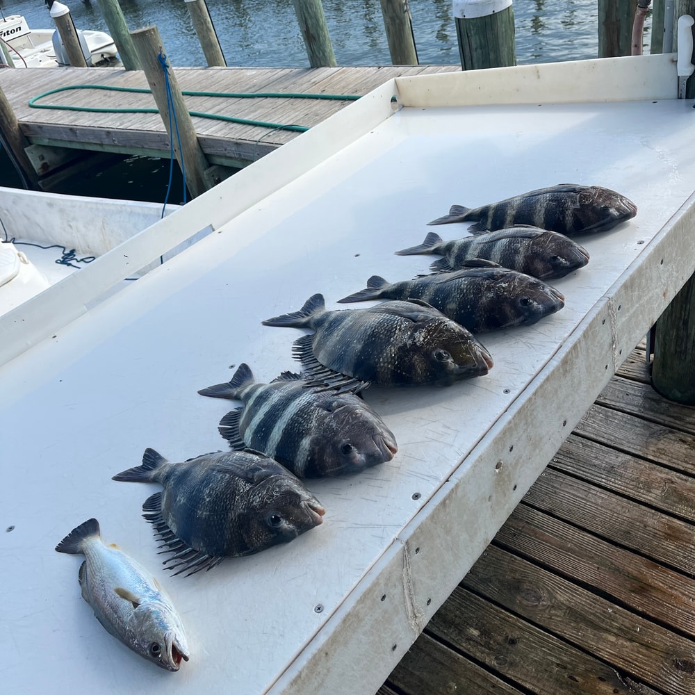 Fishing in Destin