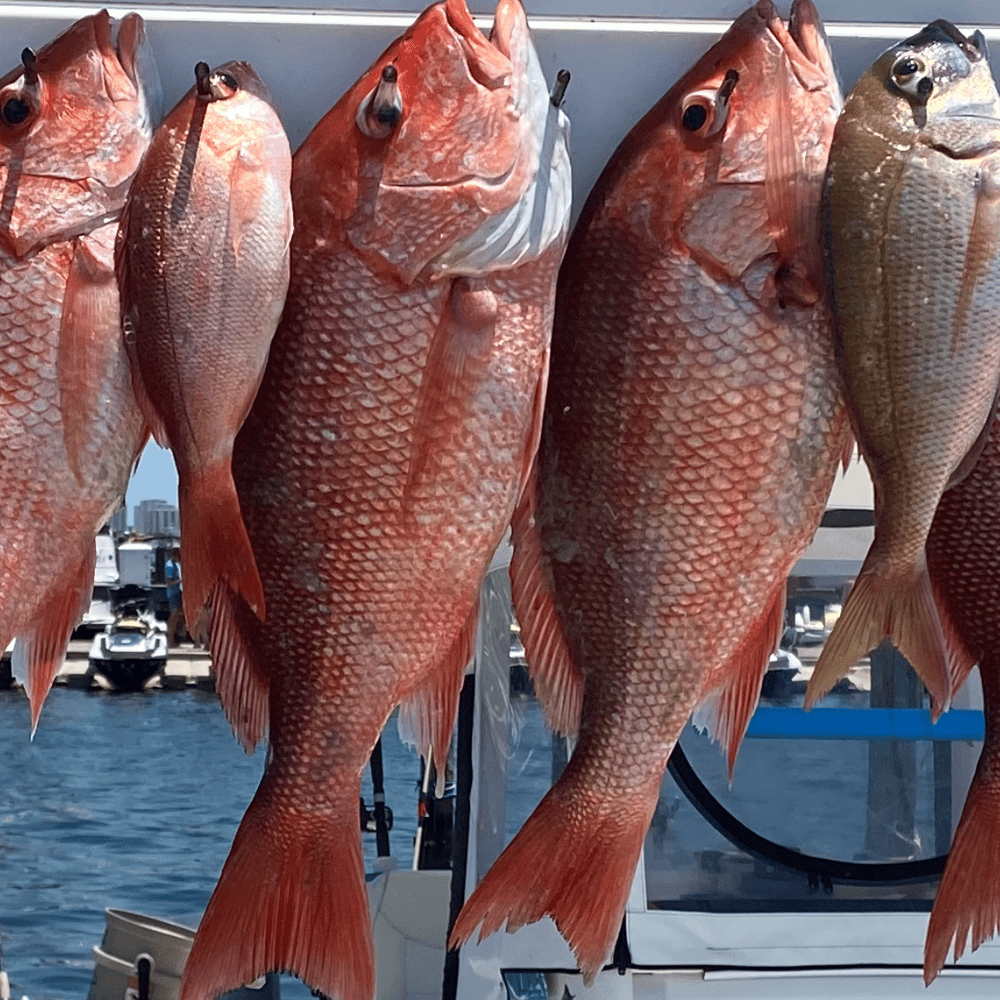 Fishing in Destin