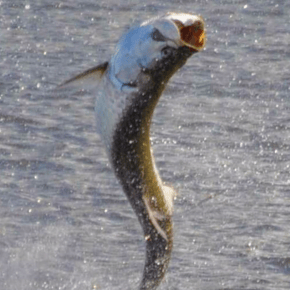 Fishing in Carolina