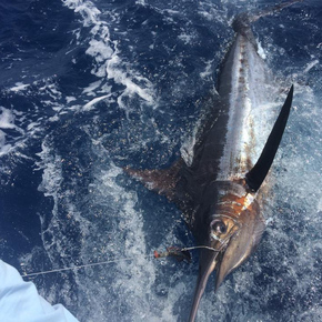 Fishing in Hilton Head Island