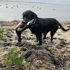 Hunting in South Padre Island