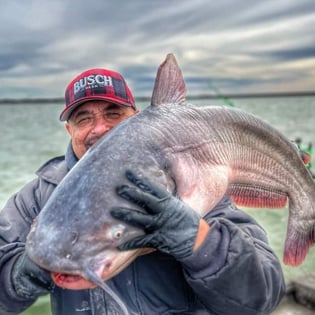 Blue Catfish