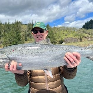 Chinook Salmon