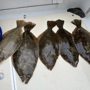 Fluke