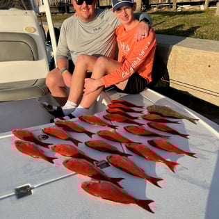 Vermillion Snapper