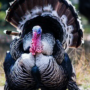 Turkey