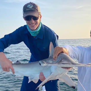 Hammerhead Shark