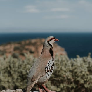 Chukar