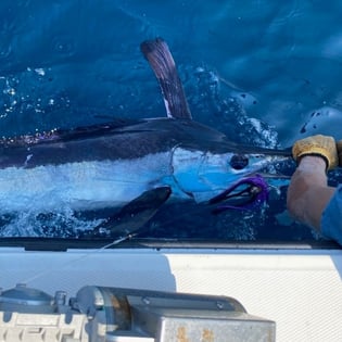 White Marlin