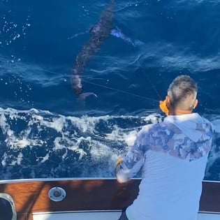 Striped Marlin