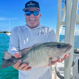 Mangrove Snapper