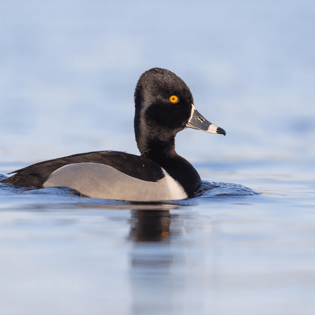Ring-Necked Duck