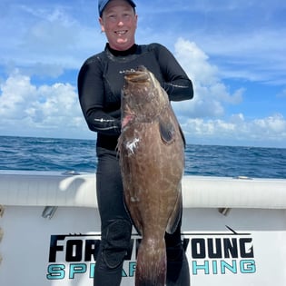 Black Grouper