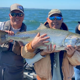 Chinook Salmon