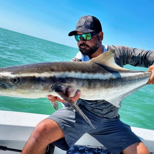 Cobia