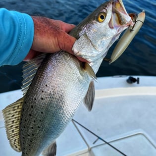 Speckled Trout
