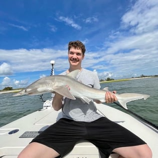 Bonnethead Shark