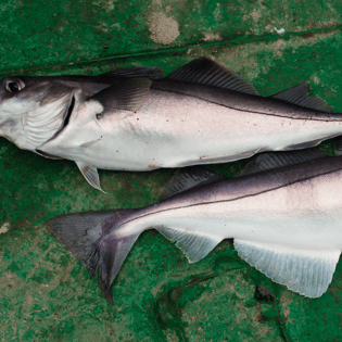 Haddock