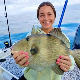 Triggerfish