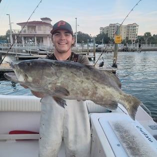 Gag Grouper