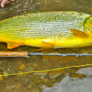 Fishing in Santa Cruz de la Sierra