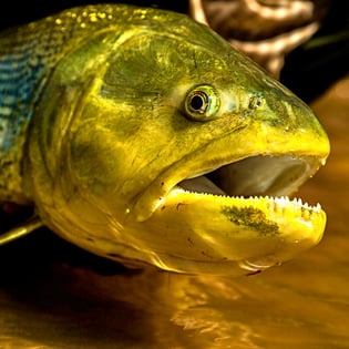 Fishing in Santa Cruz de la Sierra