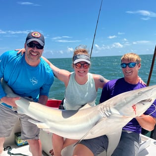 Blacktip Shark