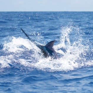 Fishing in Punta Cana