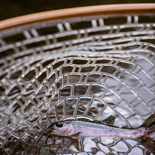 Fishing in Machame