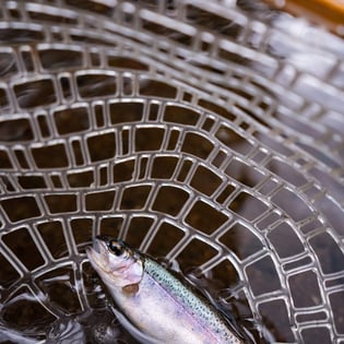 Fishing in Machame