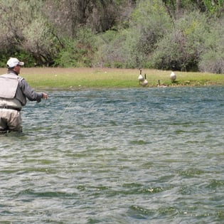 Fishing in Bighorn River