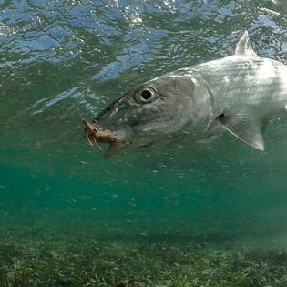 Fishing in Los Roques Archipelago