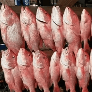 Fishing in Grand Isle