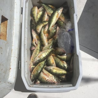 Fishing in Lakeside Marblehead