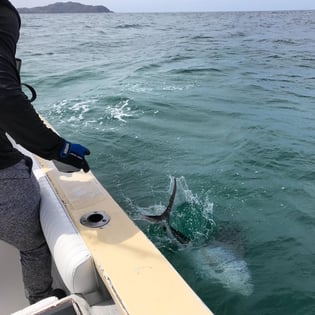 Roosterfish