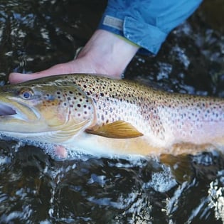 Fishing in South Boardman