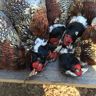 Pheasant