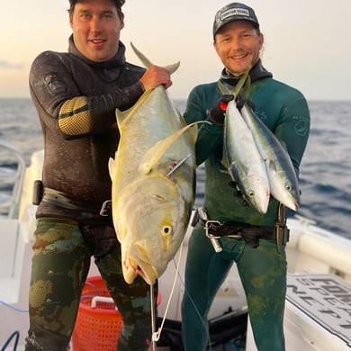 Yellowtail Amberjack