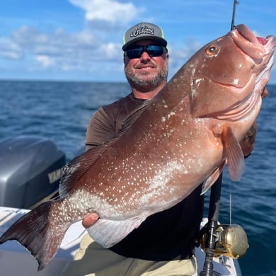 Red Grouper