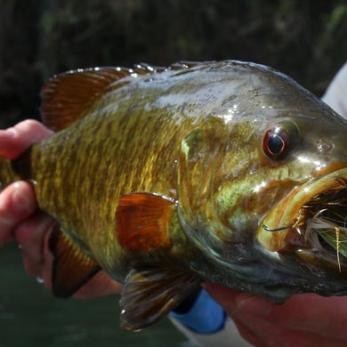 Smallmouth Bass