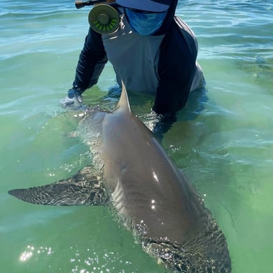 Lemon Shark