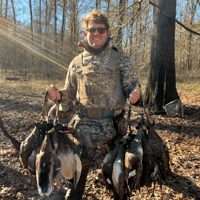 Gadwall