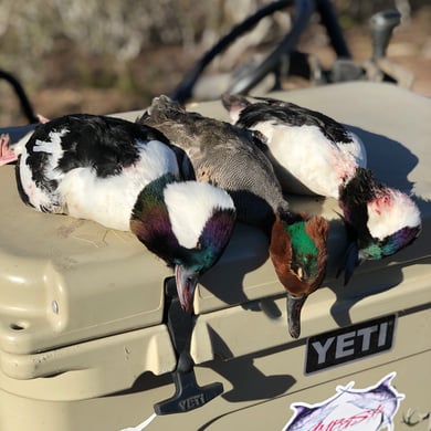 Bufflehead