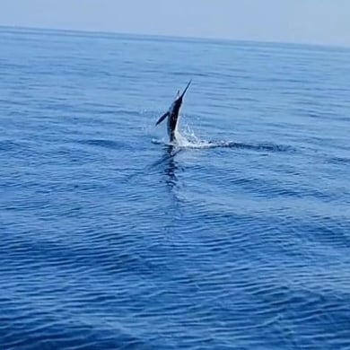 White Marlin