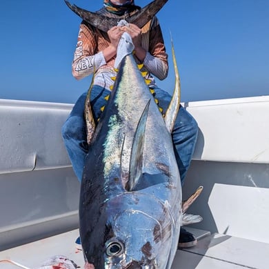 Yellowfin Tuna