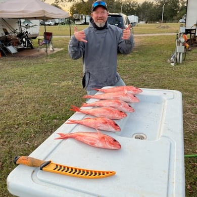 Vermillion Snapper