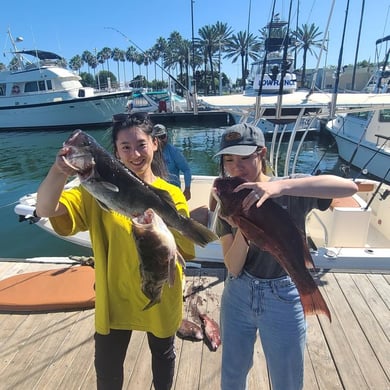 Tautog