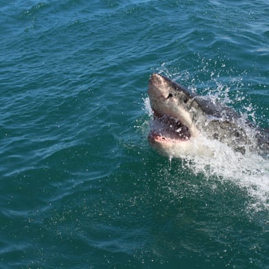 Great White Shark